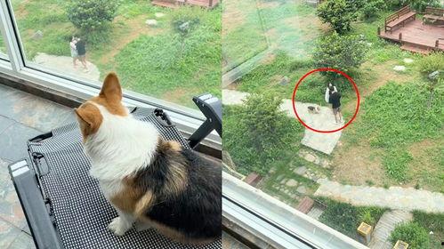 狗子吵架吃瓜,一场宠物界的“宫斗”大戏