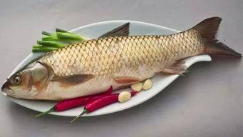 草鱼吃哈密瓜好吗怎么吃,探索健康美味的新吃法