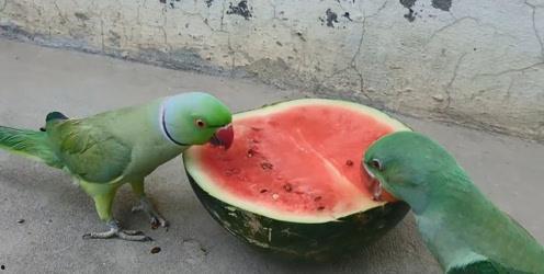 鹦鹉可吃赖瓜吗,赖瓜是否适合作为鹦鹉的食物？