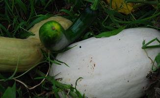 雪重子吃瓜,揭秘娱乐圈的甜蜜与苦涩