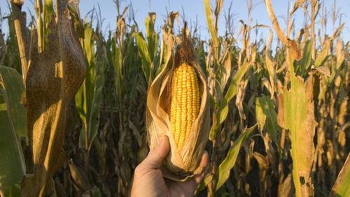 哈密瓜与玉米一起吃吗,营养互补的美食探索