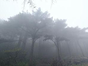 吃瓜巨宠云雾,揭秘神秘瓜界宠儿背后的故事