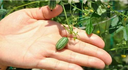 梦见上山摘瓜吃,上山摘瓜的奇幻之旅