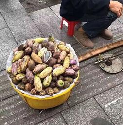 好多人拍照吃瓜,瓜田乐翻天