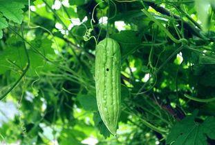 每天如此吃瓜,我的日常吃瓜日记