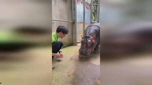 无牙仔吃瓜,无牙仔的瓜田奇遇记