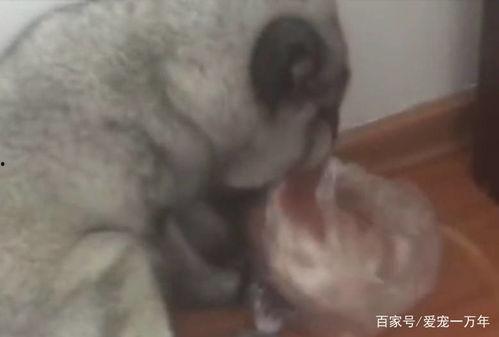 狐狸吃瓜号,揭秘娱乐圈幕后故事