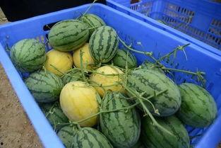 没得瓜吃,揭秘“没得瓜吃”背后的故事