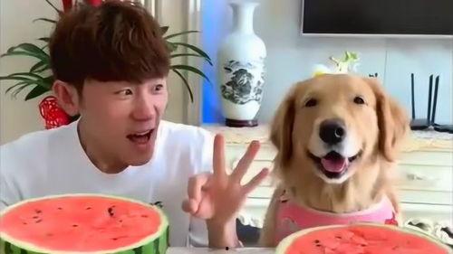 吃瓜不许笑搞笑,笑料横生笑不停