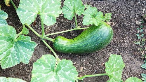 瓠瓜可以怎么吃,解锁健康美味新境界