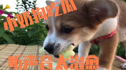 吃瓜吃的小狗视频大全集,小狗视频大全集欢乐集锦