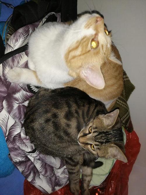 猫吃瓜啥意思,揭秘宠物界的趣味瞬间