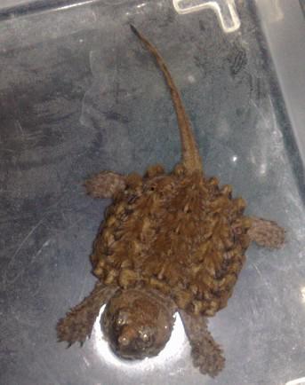 大鳄吃瓜,揭秘娱乐圈幕后权力斗争