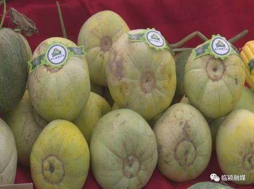 甜瓜节吃瓜视频,全民吃瓜欢乐多