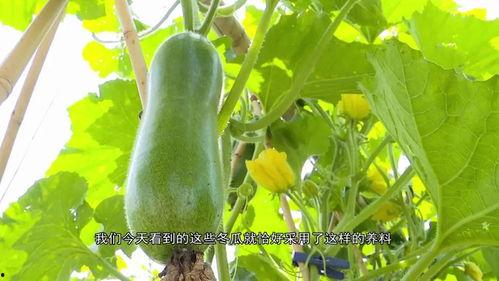 广东叶同学吃瓜