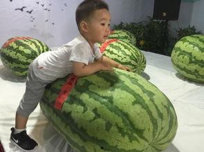 341吃瓜事件,揭秘网络舆论背后的真相与反思