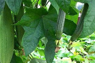 绿色草地小孩吃瓜,小家伙在草地上的甜蜜瓜果时光