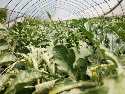 小白瓜怎么吃最好,解锁健康美味新体验