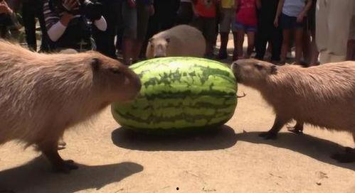 最好的吃瓜机器,探索“最好的吃瓜机器”的奥秘