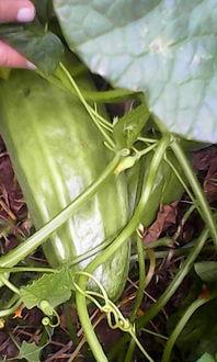 猹吃熟瓜还是生瓜,熟瓜与生瓜的抉择